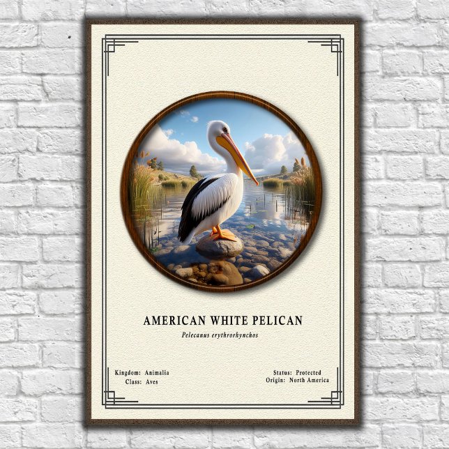 American White Pelican Zoology Series Poster (Creator Uploaded)