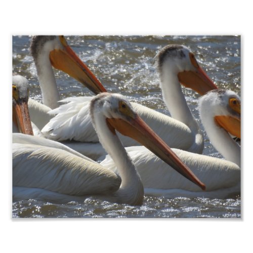 American White Pelicans Photograph