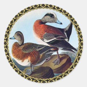 American Widgeon ducks on a rock Classic Round Sticker