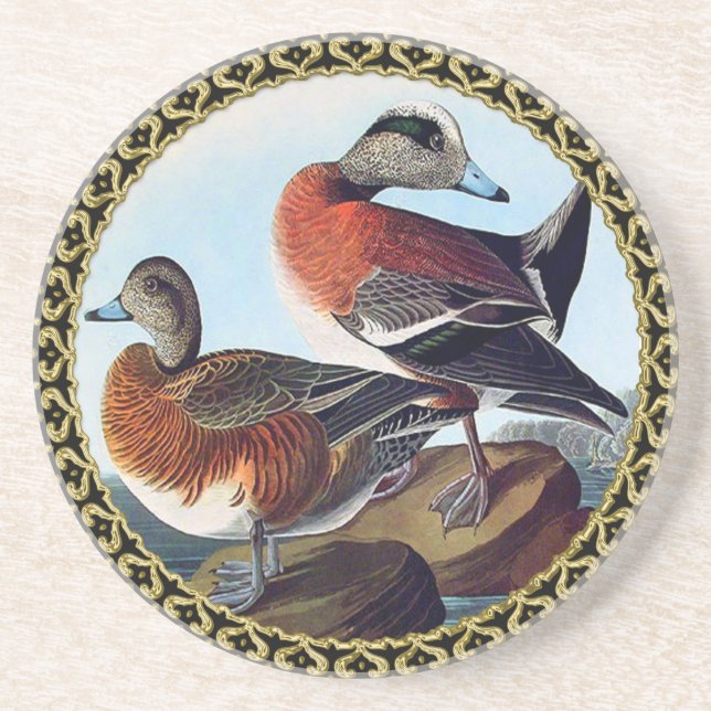 American Widgeon ducks on a rock Drink Coaster (Front)
