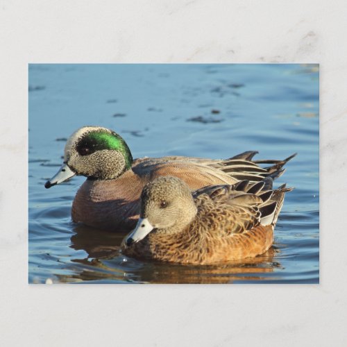 American Widgeon Pair Drake and Hen Holiday Postcard