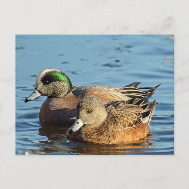 American Widgeon Pair (Drake and Hen) Holiday Postcard (Front)