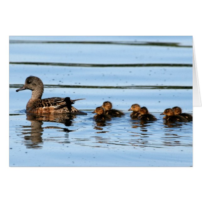 American Wigeon Brood 2 Cards (Front Horizontal)