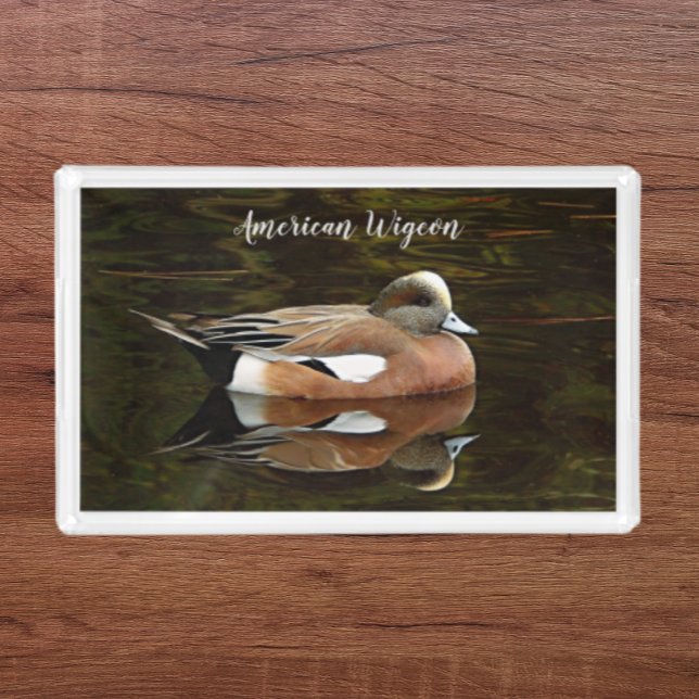 American Wigeon Duck on Pond Acrylic Tray (In Situ)