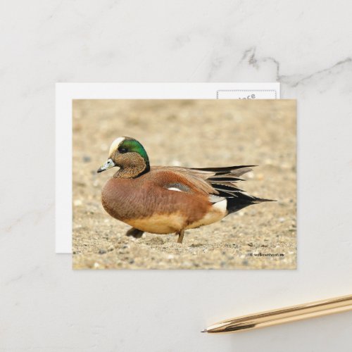 American Wigeon Duck Walking the Beach Postcard