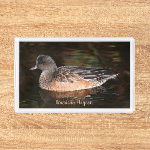 American Wigeon on Pond Wildlife Photo Acrylic Tray