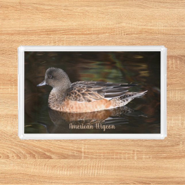 American Wigeon on Pond Wildlife Photo Acrylic Tray (In Situ)
