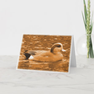 American Wigeon Thank You for Helping