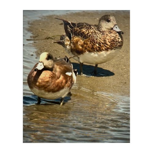 American Wigeons Acrylic Print