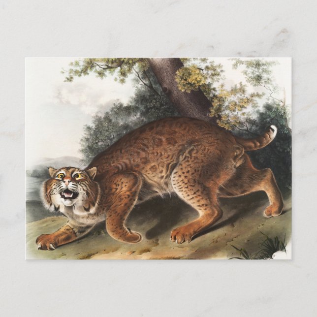 American wild cat (Lynx rufus) Illustration Postcard (Front)
