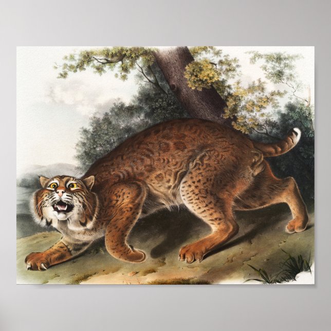 American wild cat (Lynx rufus) Illustration Poster (Front)