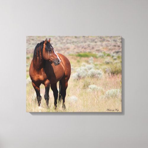 American Wild Mustang Stallion Canvas Print