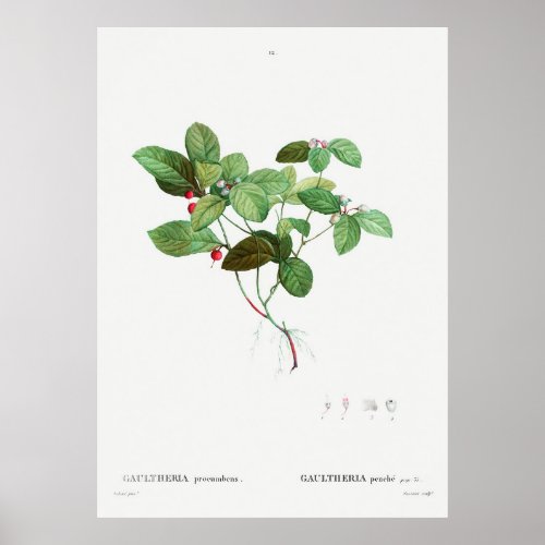 American Wintergreen Gaultheria procumbens from  Poster