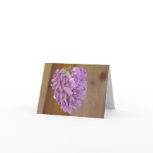American wisteria (Wisteria frutescens) card
