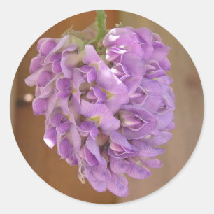 American Wisteria (Wisteria frutescens) sticker