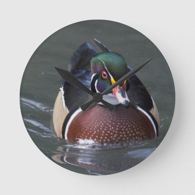 American Wood Duck Clock (Front)
