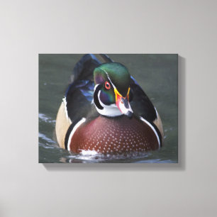 American Wood Duck Wrapped Canvas Print
