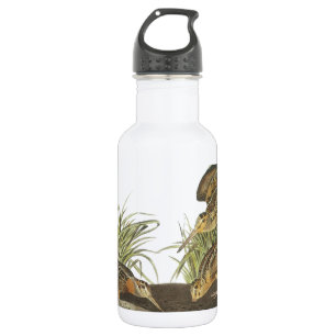 American Woodcock by Audubon Water Bottle