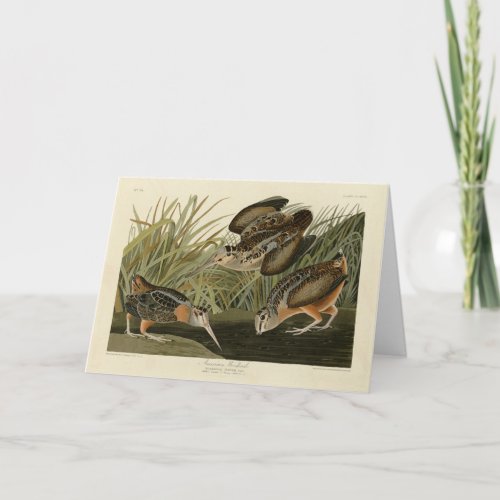 American Woodcock from Audubons Birds of America Card