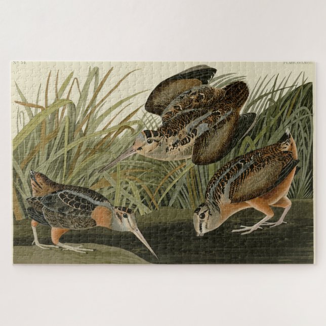 American Woodcock from Audubon's Birds of America Jigsaw Puzzle (Horizontal)