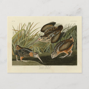 American Woodcock from Audubon's Birds of America Postcard