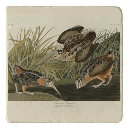 American Woodcock from Audubons Birds of America Trivet