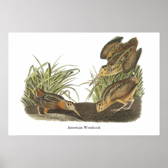 American Woodcock, John Audubon Print (Front)