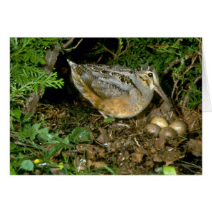 American Woodcock with eggs Cards