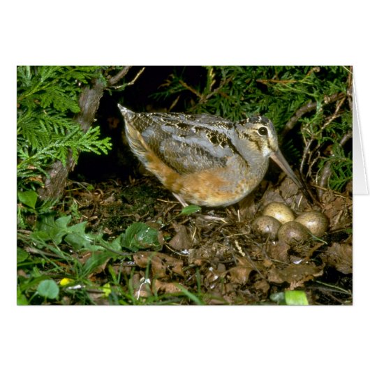 American Woodcock with eggs Cards (Front Horizontal)
