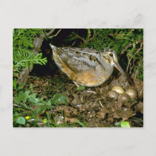 American Woodcock with eggs Postcard