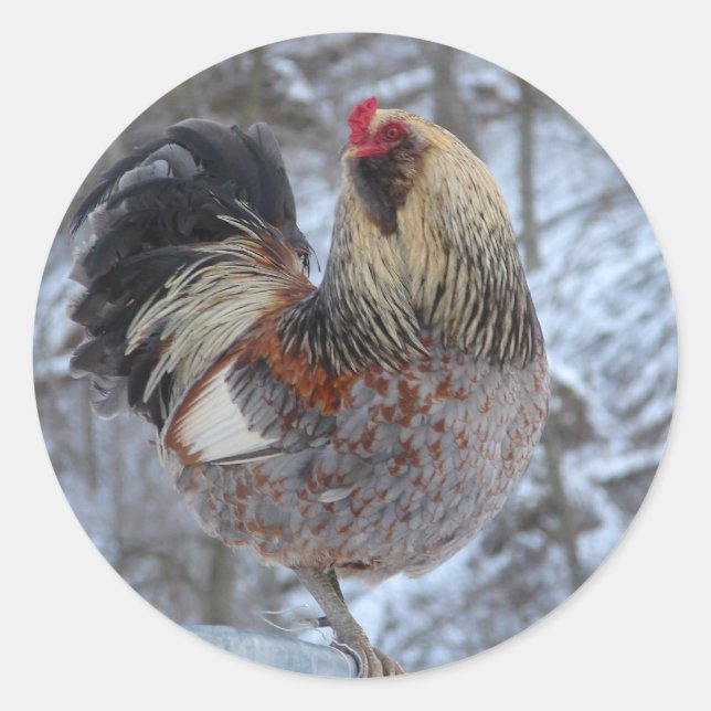 AMERICANA ROOSTER IN WINTER GIFTS CLASSIC ROUND STICKER (Front)