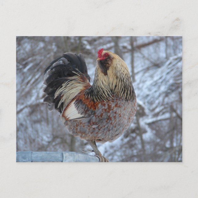 AMERICANA ROOSTER IN WINTER GIFTS POSTCARD (Front)