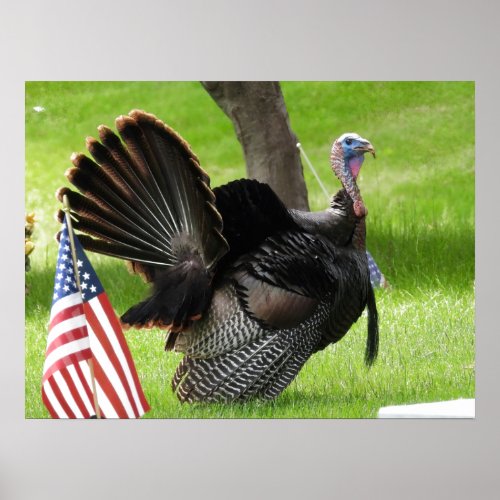 Americas Bird Wild Tom Turkey Poster