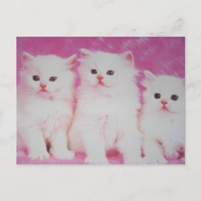 America's Next Toop Models Postcard (Front)