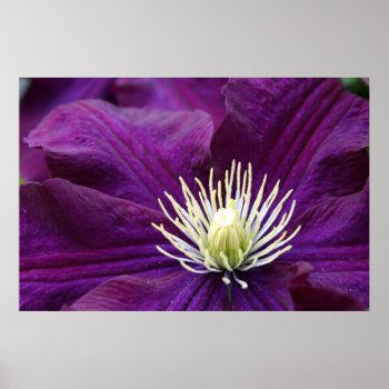 Amethyst Clematis Poster by kkphoto1 at Zazzle