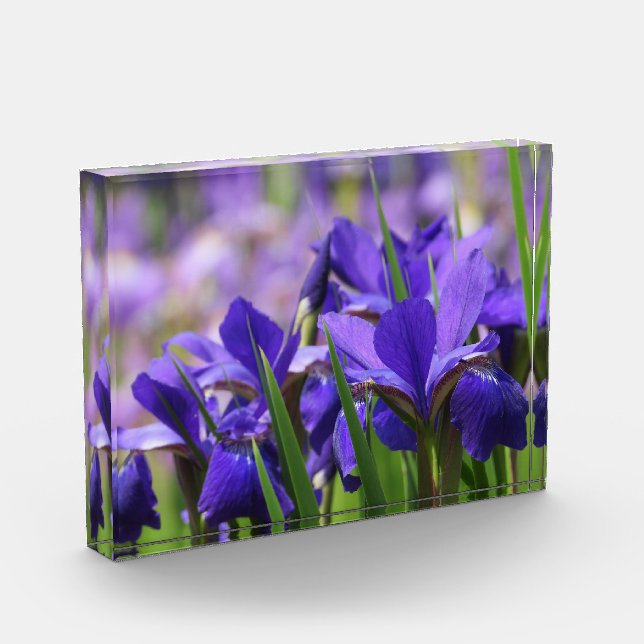 Amethyst Purple Irises Photo Block (Left)