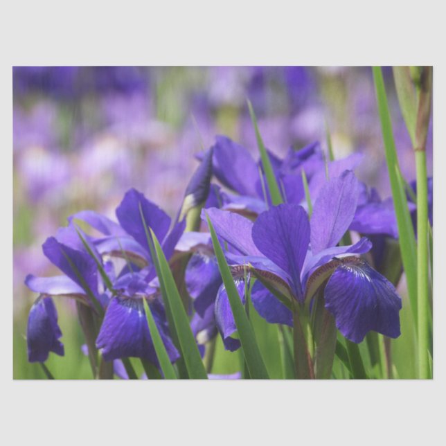 Amethyst Purple Irises Tissue Paper (Front)