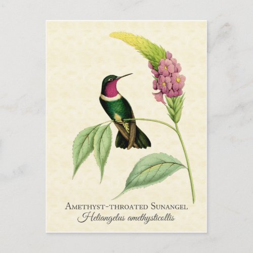 Amethyst Throated Hummingbird Art Postcard