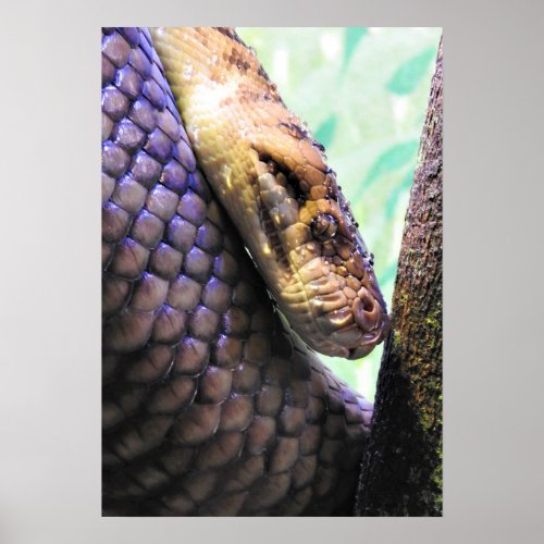 Amethystine Python Poster