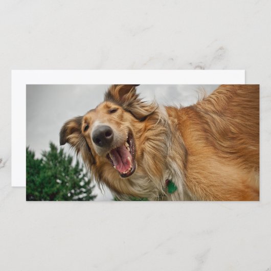 Amiga the Smiling Collie (Front/Back)