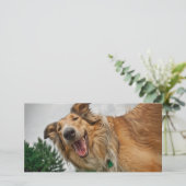 Amiga the Smiling Collie (Standing Front)