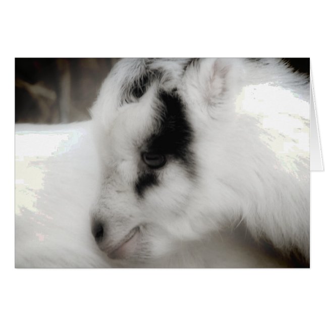 Amigo Goat Kid Black and White Cards (Front Horizontal)