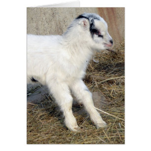 Amigo the La Mancha Kid