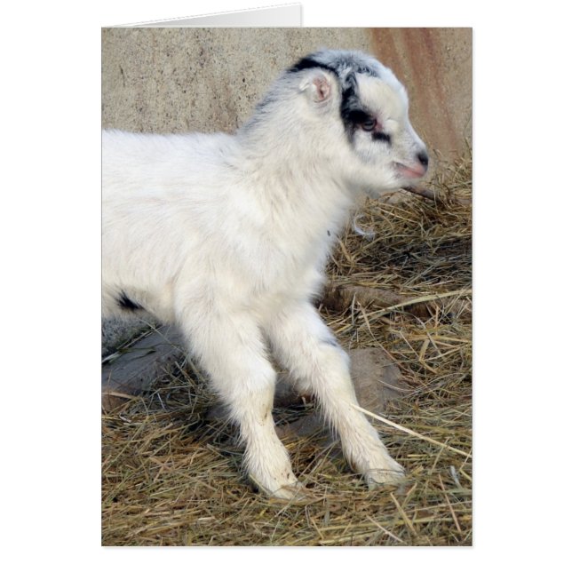 Amigo the La Mancha Kid (Front)