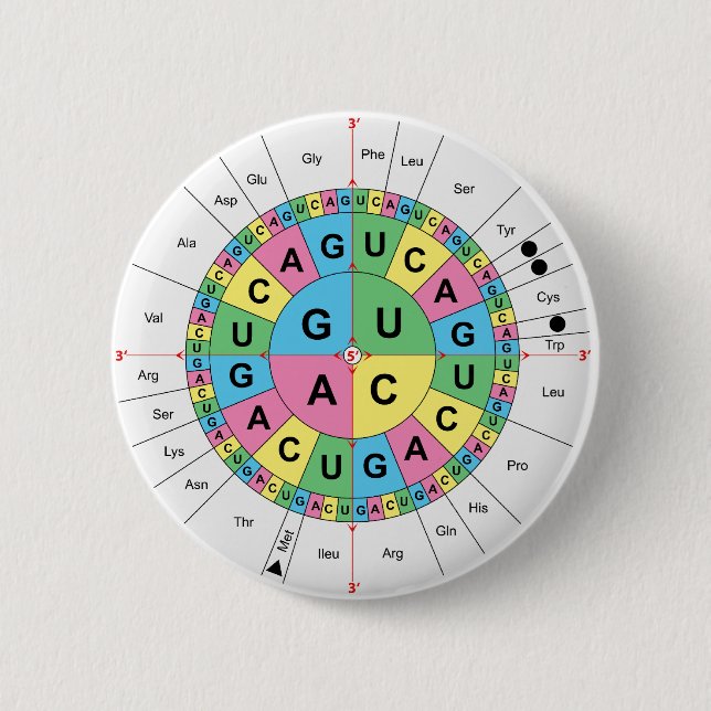 Amino Acid Base Sequence Table Diagram Button (Front)