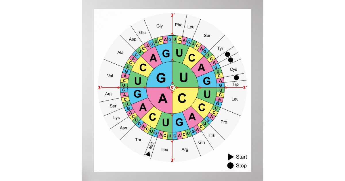 amino acids chart