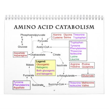 Amino Acid Catabolism Diagram Calendar by EnhancedImages at Zazzle