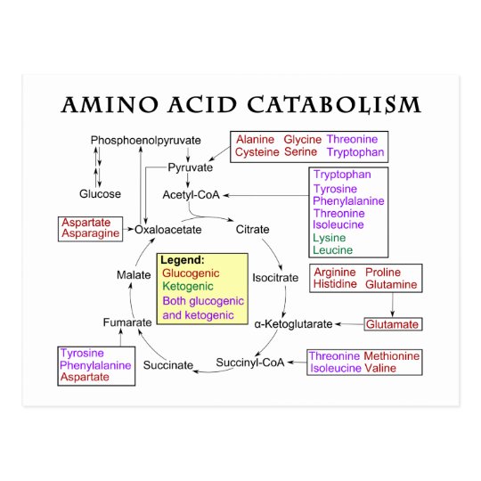 Amino Acid Catabolism Diagram Postcard | Zazzle.com