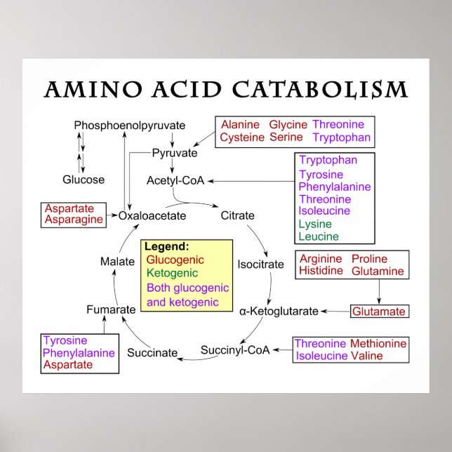 Amino Acid Catabolism Diagram Poster (Front)