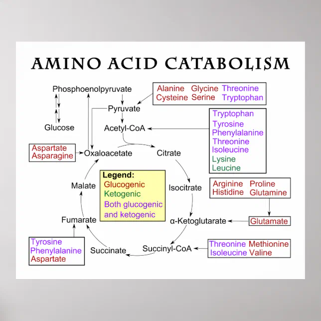 Amino Acid Catabolism Diagram Poster | Zazzle